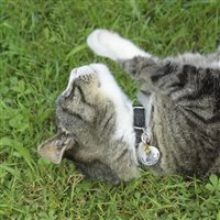 Charm Rerum Donna NATURA in Argento Peridoto 25106 - 25106